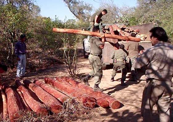 Control y fiscalización forestal en Santa Victoria Este 