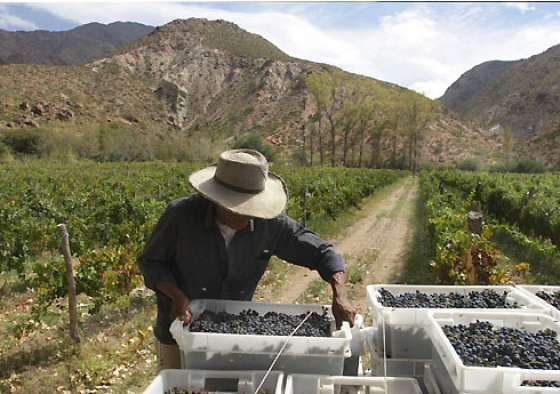 Se promocionará la Ruta del Vino en vuelos de Andes