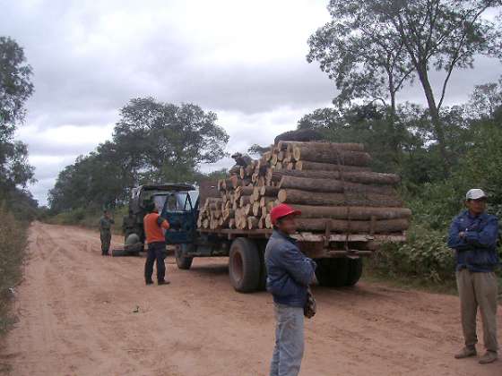 Controlan extracciones furtivas de madera en el departamento San Martín  