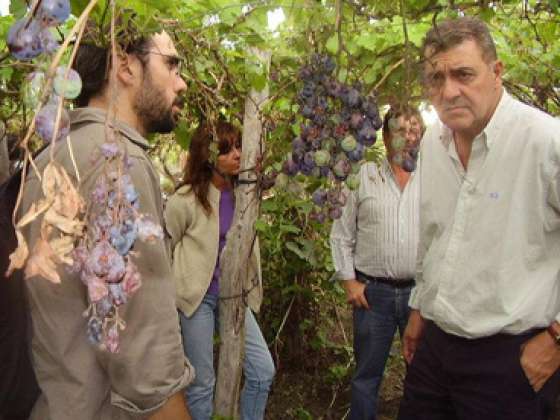 El ministro Loutaif recorrió los viñedos afectados por el granizo en Cafayate 