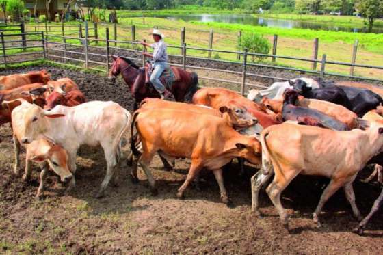 Productores recibieron una capacitación sobre enfermedades infecciosas en el ganado