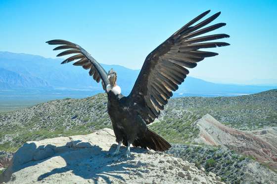 Con una emotiva ceremonia el cóndor Wak´a volvió a su ambiente