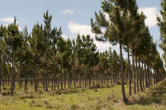 Se realizará una capacitación sobre promoción de plantaciones forestales