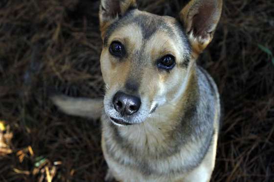 Funcionará en San Lorenzo un Hogar para mascotas