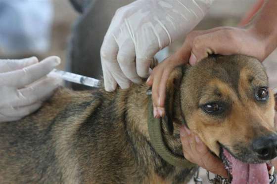 Están disponibles las vacunas contra la rabia canina para la campaña 2019