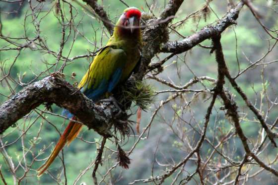 Instan a respetar las especies protegidas