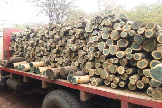 La provincia intensifica la lucha contra el tráfico ilegal de  madera en el norte