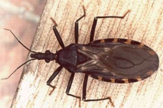 Salud Pública continúa con la vigilancia epidemiológica para Chagas