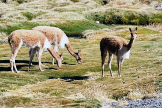 Promueven el uso sustentable de la vicuña para el desarrollo de comunidades originarias