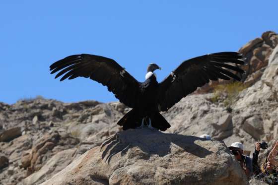 El cóndor andino Suyana alzó vuelo entre los cerros de Cafayate