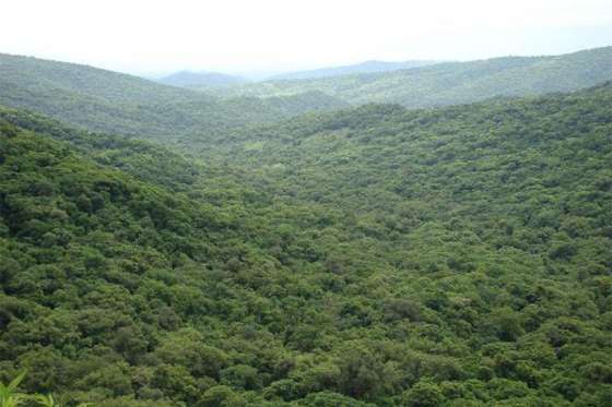 Convocan para presentación de proyectos de manejo y conservación de Bosques Nativos