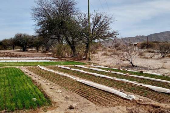 En Cachi implementaron una parcela demostrativa de pimiento para pimentón y hortalizas