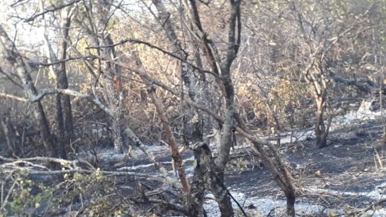 Defensa Civil interviene en el incendio forestal de Rivadavia Banda Sur