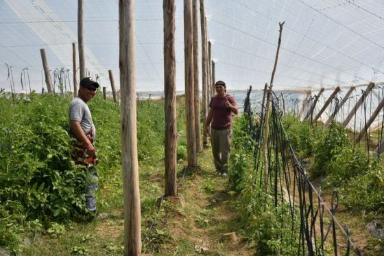 Misión La Paz: el primer invernadero wichí ya produce tomates