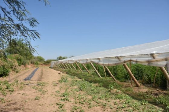 Misión La Paz: el primer invernadero wichí ya produce tomates