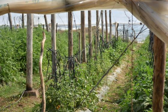 Misión La Paz: el primer invernadero wichí ya produce tomates