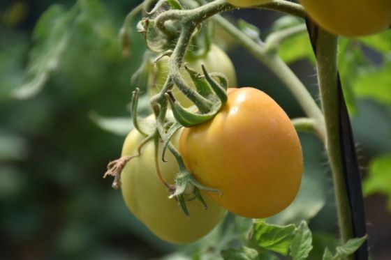 Misión La Paz: el primer invernadero wichí ya produce tomates