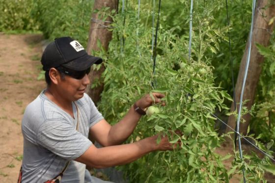 Misión La Paz: el primer invernadero wichí ya produce tomates