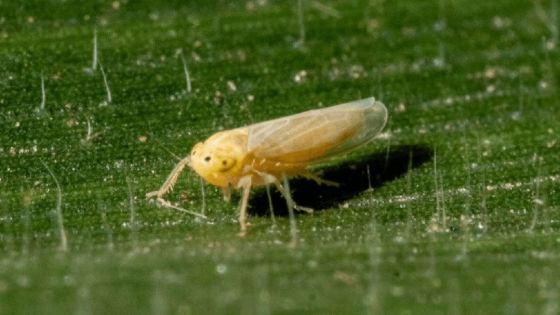 La Chicharrita del Maíz  (Dalbulus Maidis) es color amarillo pálido, con manchas circulares negras en la cabeza