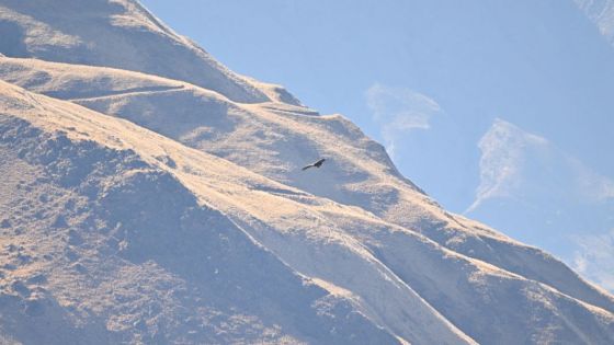 Liberaron un cóndor andino en Piedra del Molino, Cachi