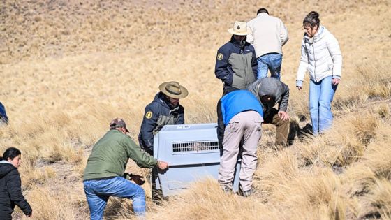 Liberaron un cóndor andino en Piedra del Molino, Cachi