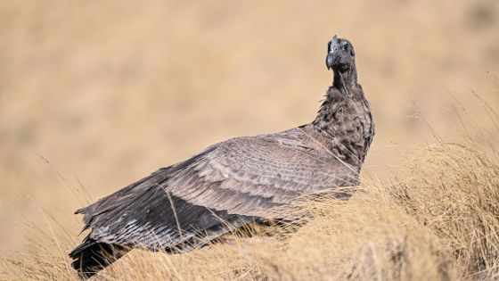 Liberaron un cóndor andino en Piedra del Molino, Cachi