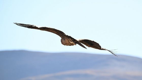 Liberaron un cóndor andino en Piedra del Molino, Cachi