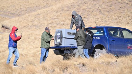 Liberaron un cóndor andino en Piedra del Molino, Cachi