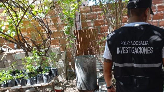 En procedimientos de la Brigada de Investigaciones se decomisaron más de 12600 dosis de marihuana