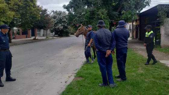 Operativo policial por animales sueltos en la vía pública