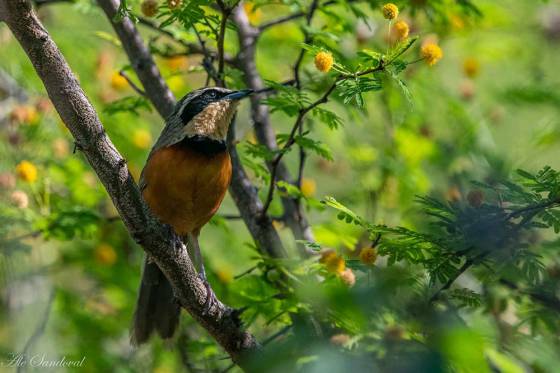 Salta procura potenciar el producto turístico Observación de Aves