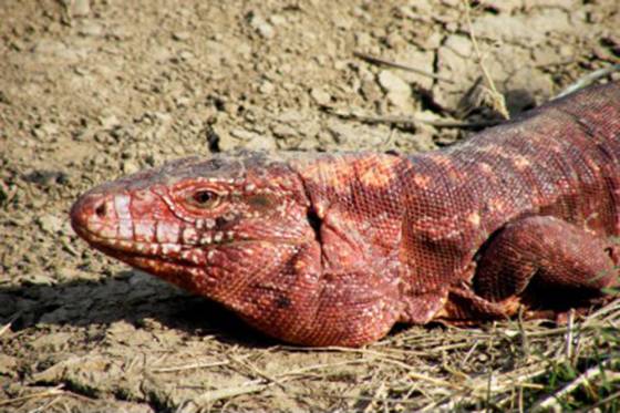 Desde hace 20 años la provincia trabaja en el manejo sustentable de la iguana colorada