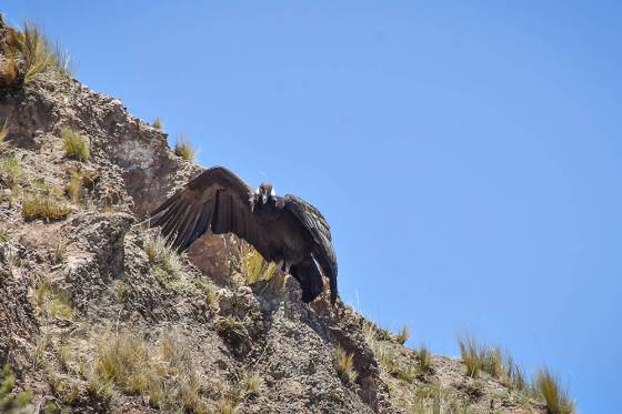 El cóndor andino Qespisqan fue liberado en los cerros de Chicoana