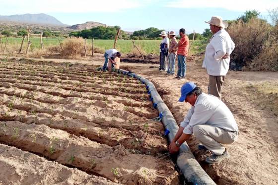 Implementaron un sistema de riego por manga en Cachi