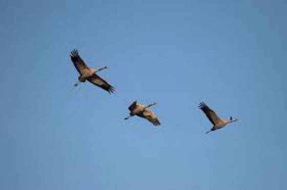 Ambiente advierte sobre las consecuencias del uso de pirotecnia en la fauna