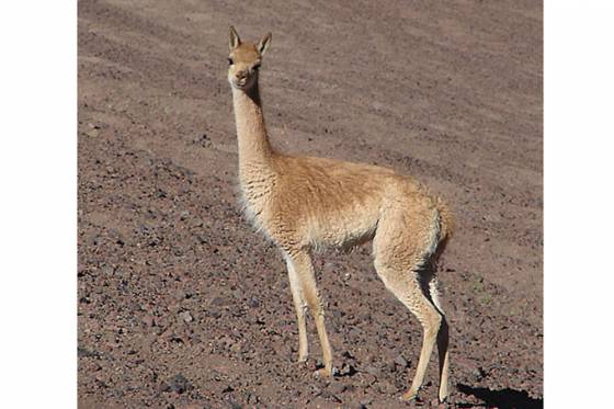 La Provincia trabaja en el aprovechamiento sustentable de la vicuña