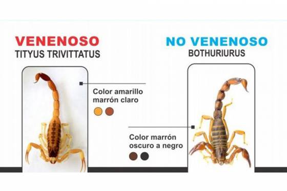 Recomendaciones para controlar la presencia de alacranes y evitar picaduras