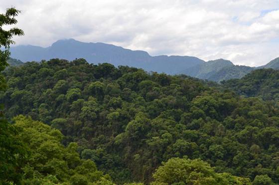 Hasta fines de febrero recibirán proyectos de Manejo y Conservación de Bosques Nativos