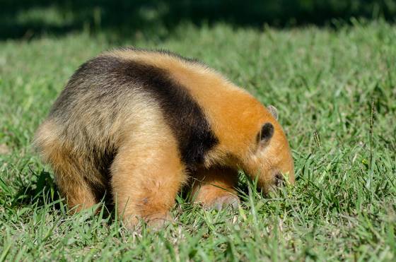 Recomiendan dar aviso y mantener distancia de animales silvestres