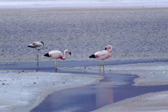 Relevaron la población de flamencos andinos en las ecorregiones Puna y Altos Andes