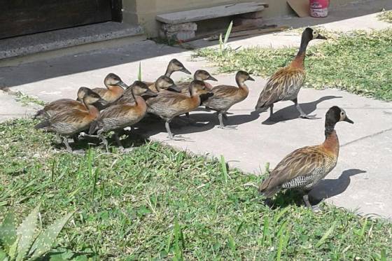 Aves silvestres fueron rescatadas a su ambiente natural