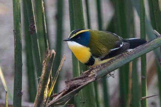 Salta enamora con sus aves y naturaleza