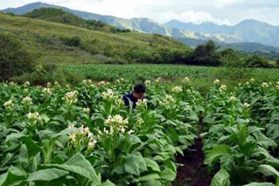 Están abiertas las inscripciones para el programa Intercosecha del tabaco industria