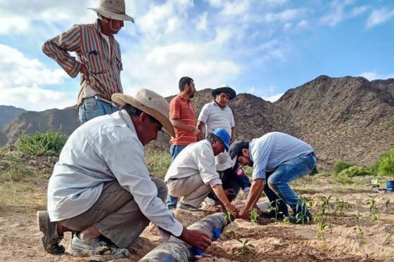 Optimizan la producción de pimiento para pimentón en Cachi con asesoramiento de la Provincia