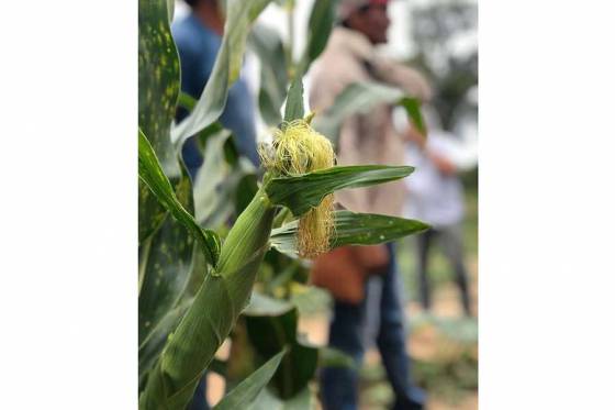 Analizan proyectos de producción agroindustrial junto a organizaciones sociales internacionales