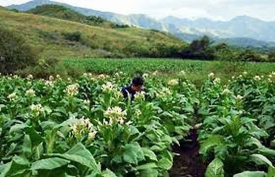 Comienza el cronograma de pago de la cuota del Tabaco Rural del programa Intercosecha