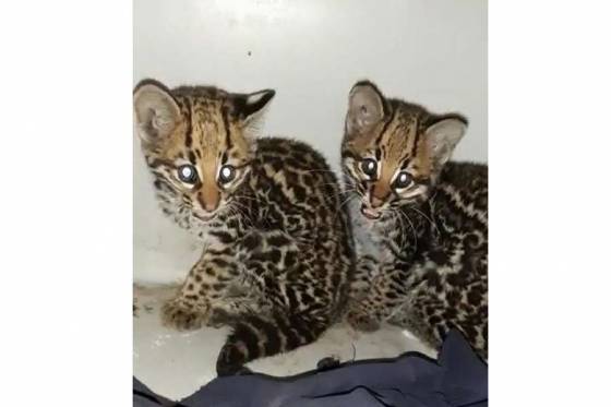 Dos cachorros de gato onza serán rehabilitados en la Reserva Provincial Acambuco