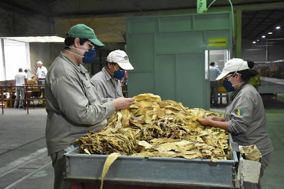 Comienza el pago del tabaco industria del Programa Intercosecha