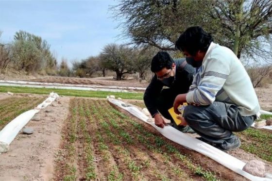 Se impulsará la agricultura familiar y generación de empleo a través el programa PROTAAL