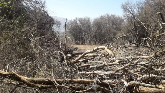 El Gobierno ordena la inmediata paralización de un desmonte ilegal en La Caldera